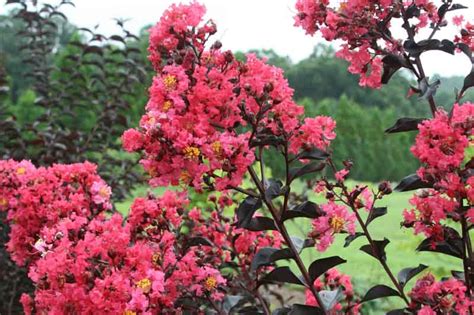 Unveiling the Secrets of Midnight Magic Crapemyrtle: A Study